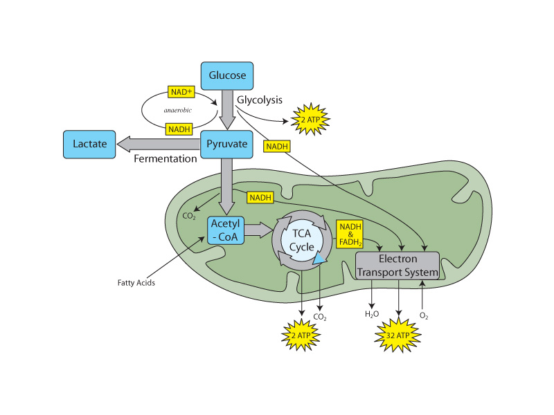 Overview of oxidative metabolism