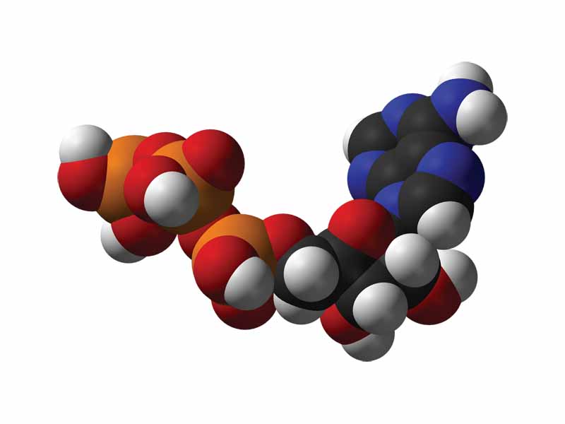 ATP 3D structure