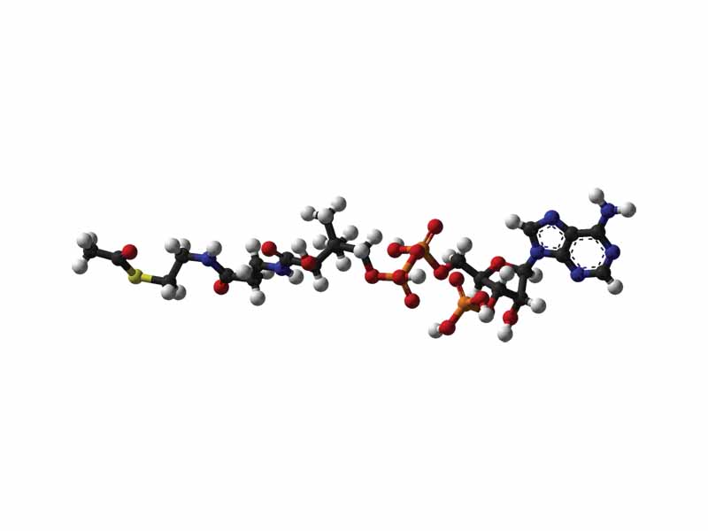 Acetyl-CoA structure ball and stick