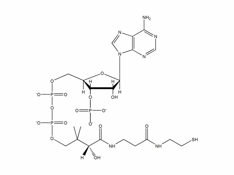 Coenzyme A