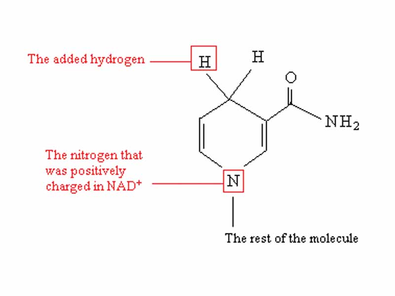 The change upon nicotinamide group when NAD+ is reduced