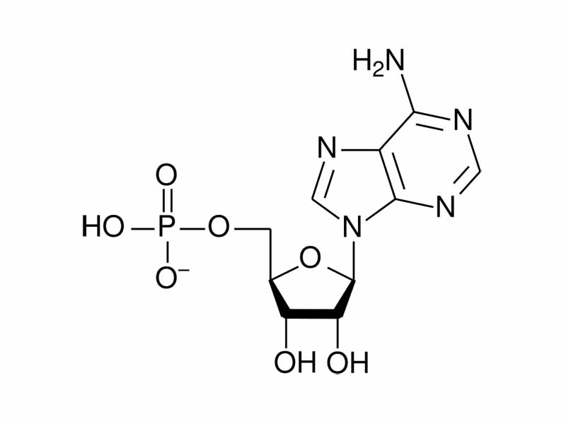 Adenosine monophosphate