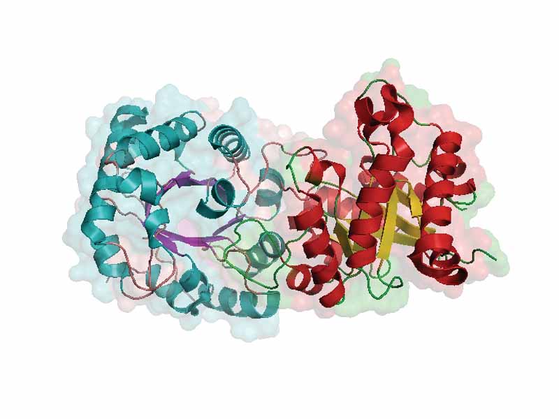 Side view of triose phosphate isomerase.