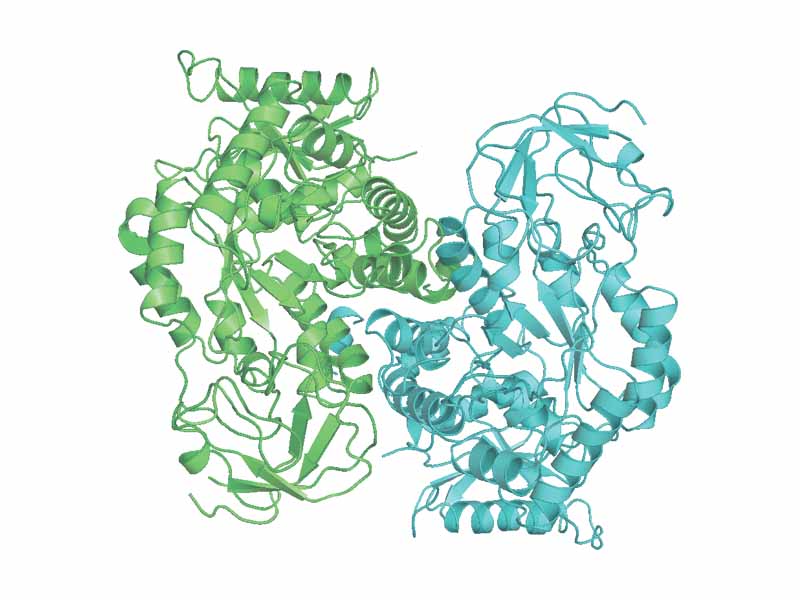 Pyruvate kinase