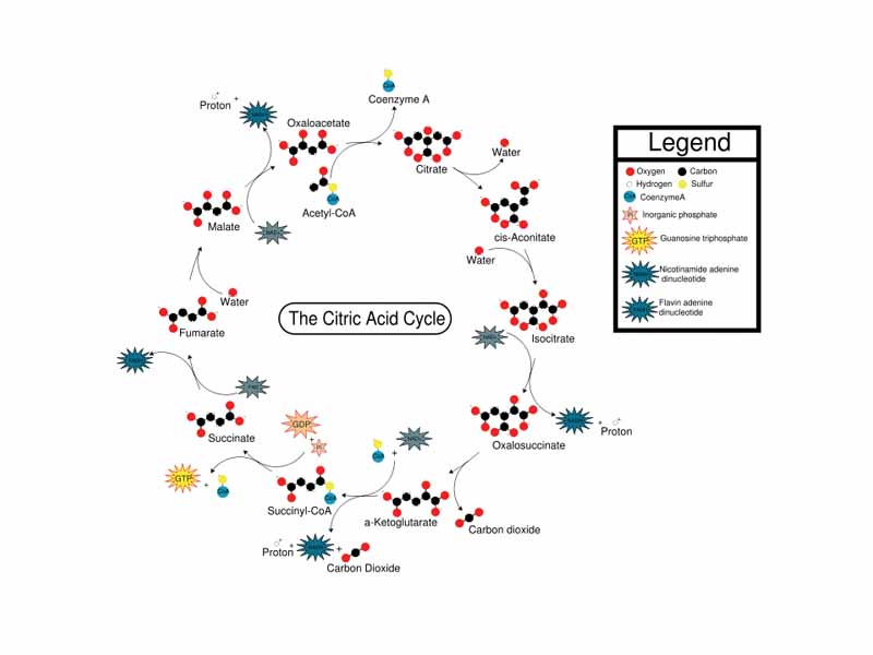 Overview of the Citric Acid Cycle