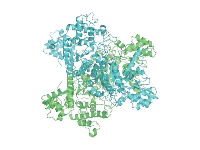 Pyruvate dehydrogenase