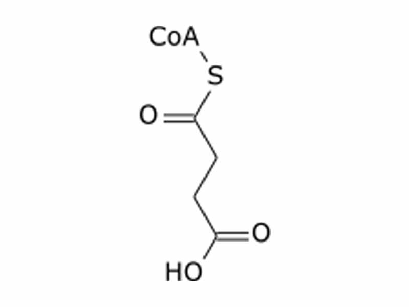 Succinyl CoA