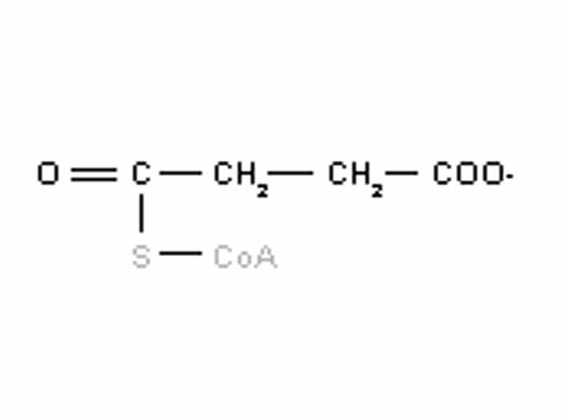 Succinyl-CoA