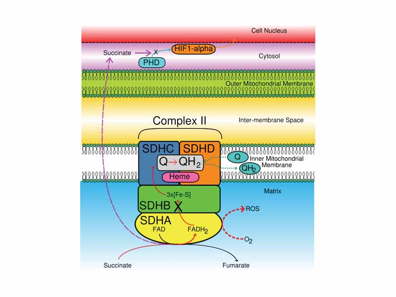 Disease Pathways for SDHB mutations. Electron path during normal function is shown by solid red arrows. Red dashed arrow shows superoxide generation (Pathway 1). Purple dashed arrow shows diffusion of succinate to block PHD (Pathway 2). Black crosses indicate the non-mutated process is blocked.