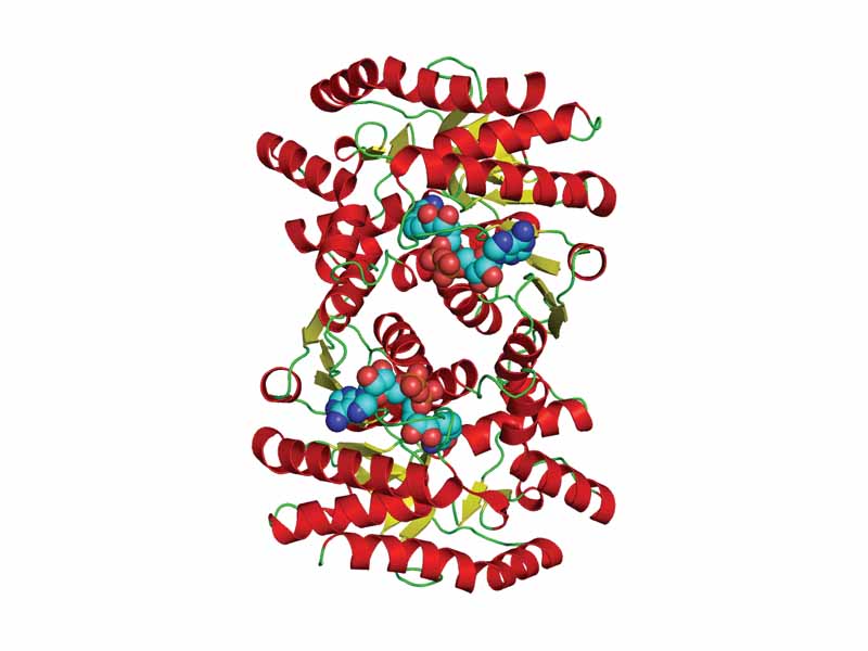 Malate dehydrogenase with attached sugars