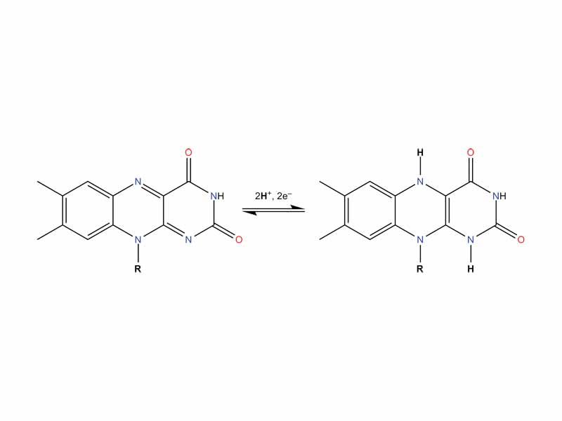 Redox equilibrium between FAD and FADH2