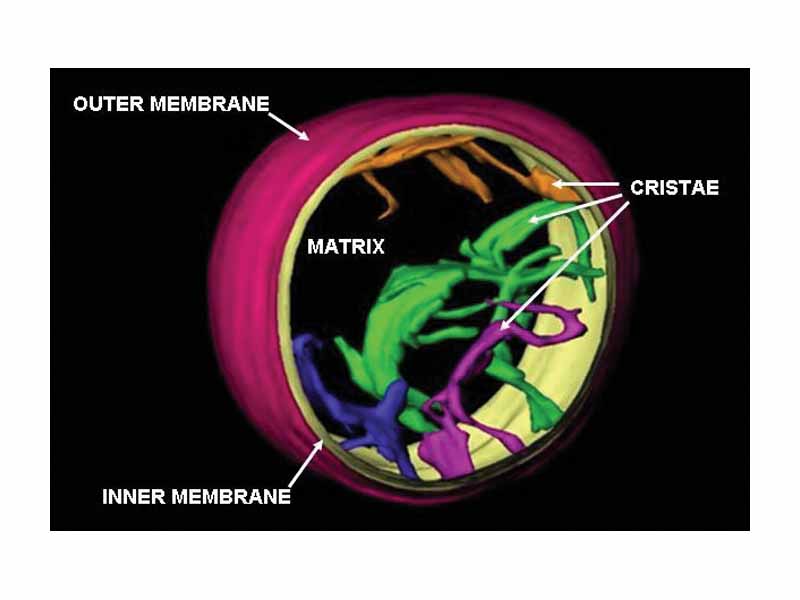 Image of cristae in rat liver mitochondrion