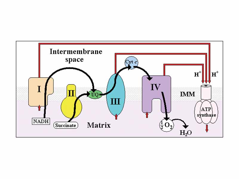 Stylized representation of the ETC in mitochondria.