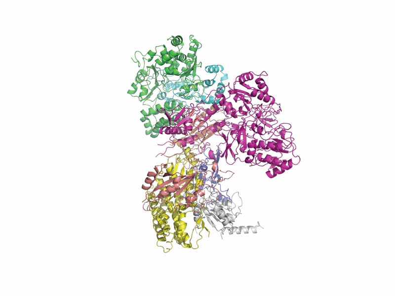 The structure of the peripheral domain of a NADH dehydrogenase related protein; bacterial FMN dehygrogenase PDB 2FUG. This structure omits a large transmembrane domain which lies to the bottom of the image and extends to the right. This section of the complex lies in the mitochondrial matrix.