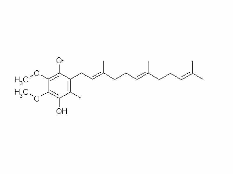 If Coenzyme Q is reduced by one equivalent, the following structure results, a ubisemiquinone, and is denoted QH. Note the free radical on one of the ring oxygens (either oxygen may become a free radical, in this case the top oxygen is shown as such).