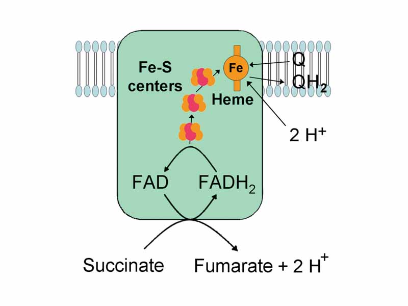 Complex II: Succinate-Q oxidoreductase.