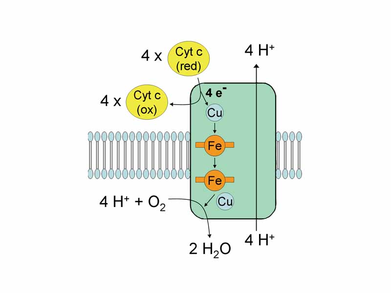 Complex IV: cytochrome c oxidase.