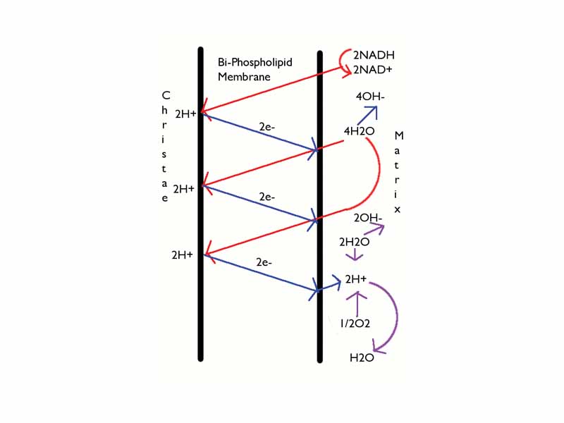 A diagram of chemiosmotic phosphorylation