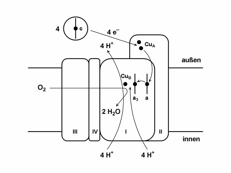 Schematische Darstellung des Komplex IV der Atmungskette