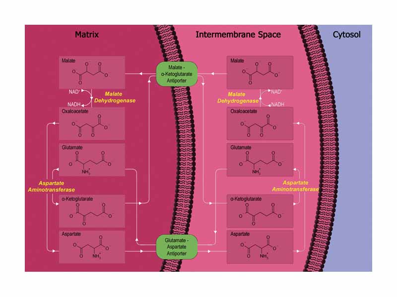 Diagram Illustrating the Malate-Asparate Shuttle Pathway