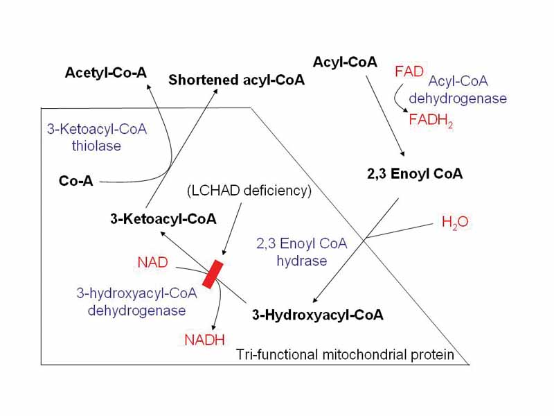 Schematic demonstrating mitochondrial fatty acid beta-oxidation and effects of LCHAD deficiency