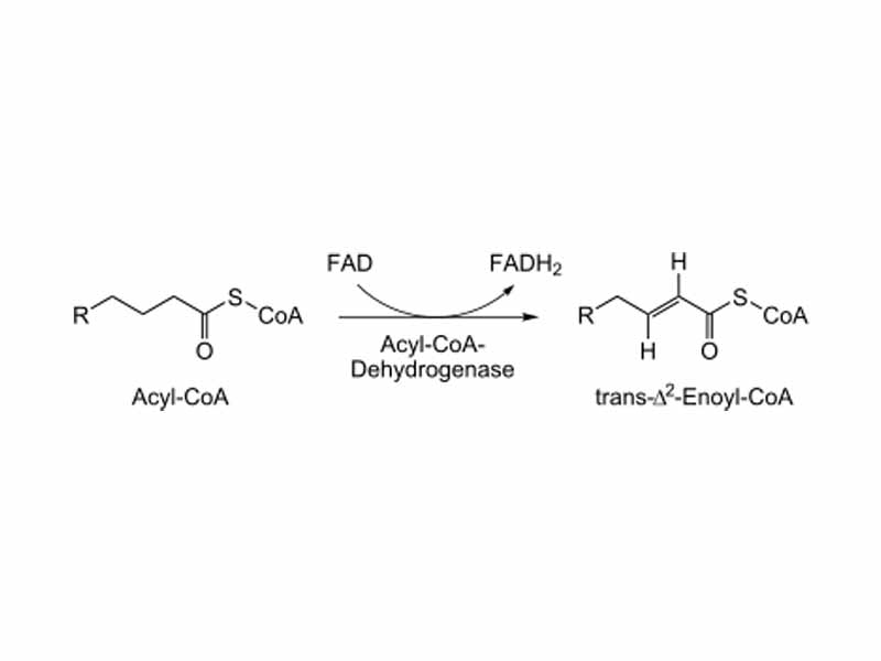 1st step of beta oxidation