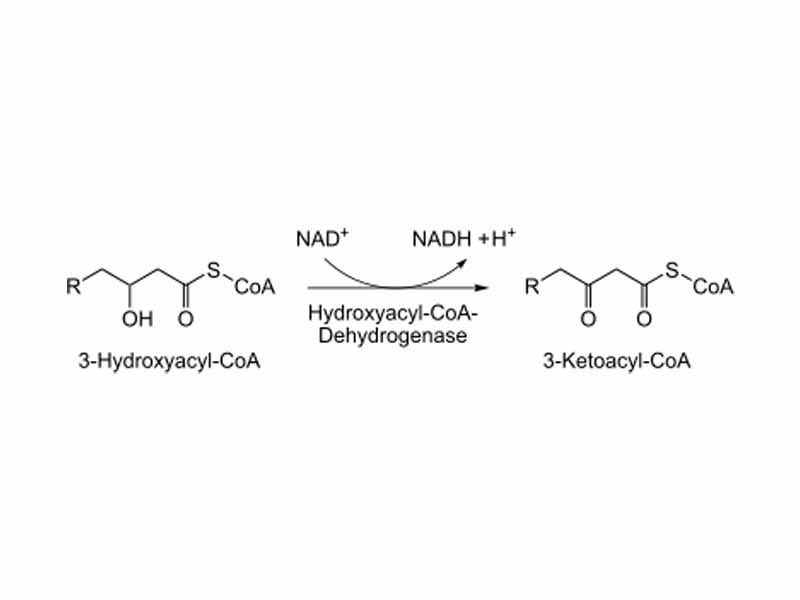 3rd step of beta oxidation