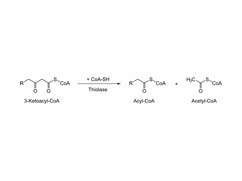 4th step of beta oxidation