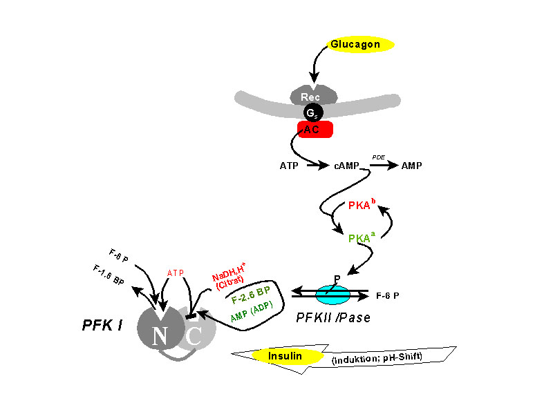 Regulation of Phosphofructokinase