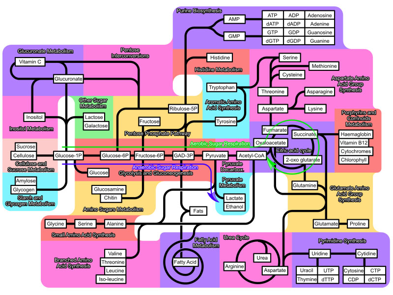 Major metabolic pathways