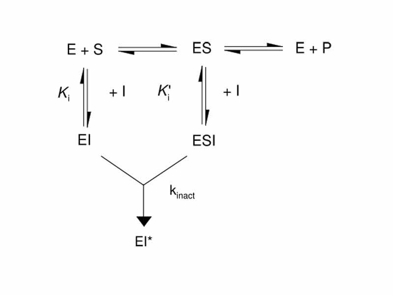 Kinetic scheme for irreversible inhibitors