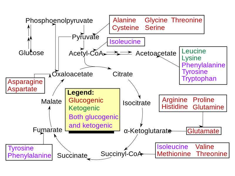 Amino acid catabolism.