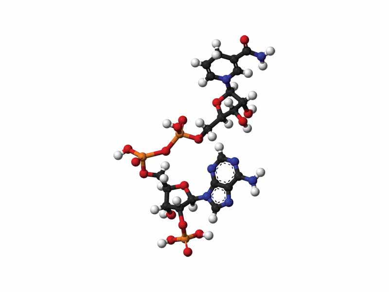 Ball-and-stick model of NADPH