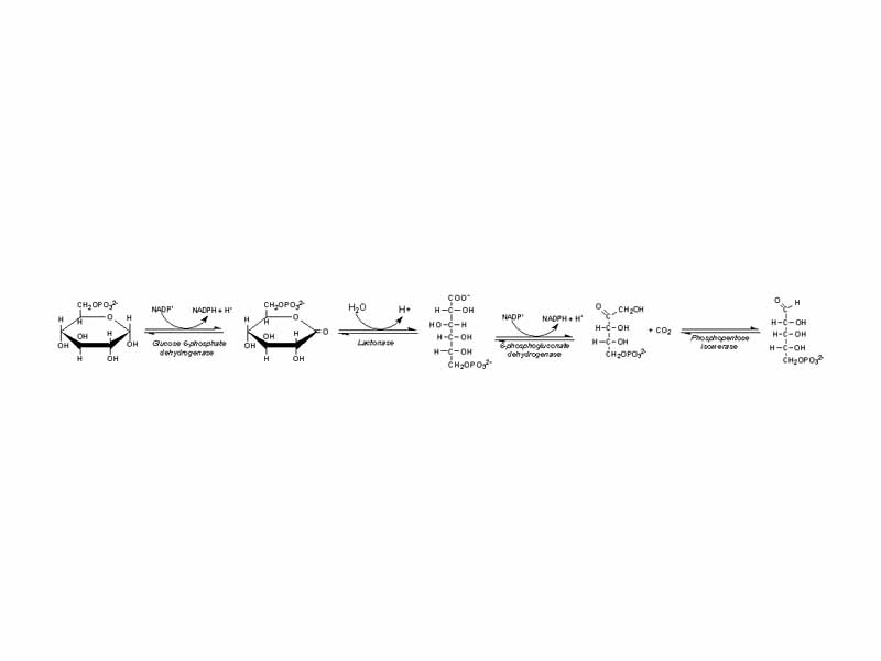 Oxidative phase of pentose phosphate pathway