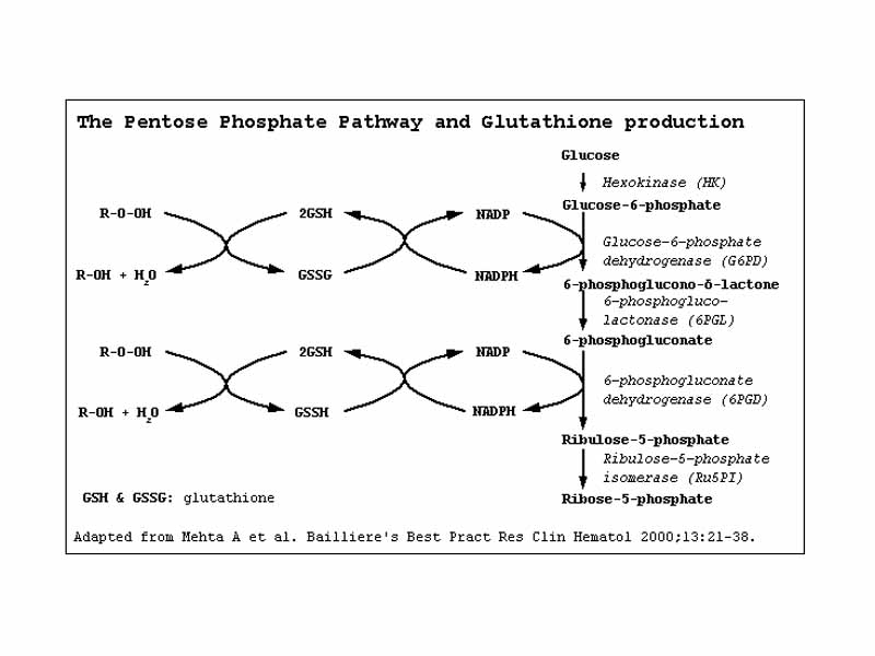 Mechanism of G6PD in glutathione synthesis