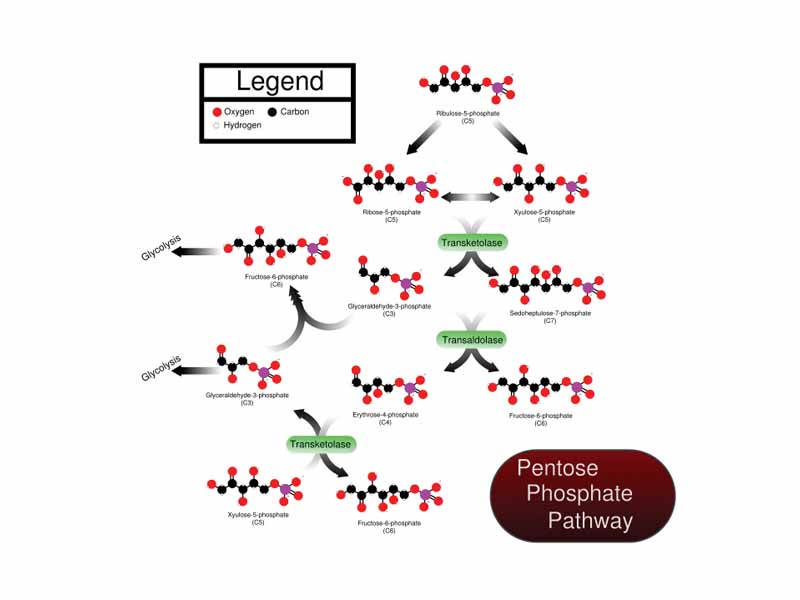 Non-oxidative phase of the pentose phosphate pathway 