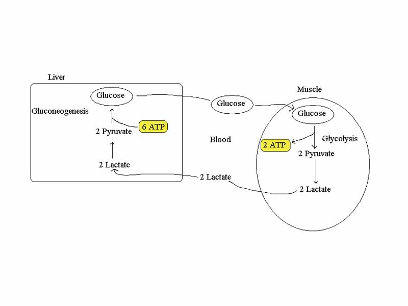 Cori cycle