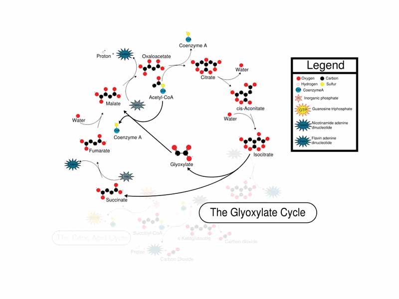 Glyoxylate cycle