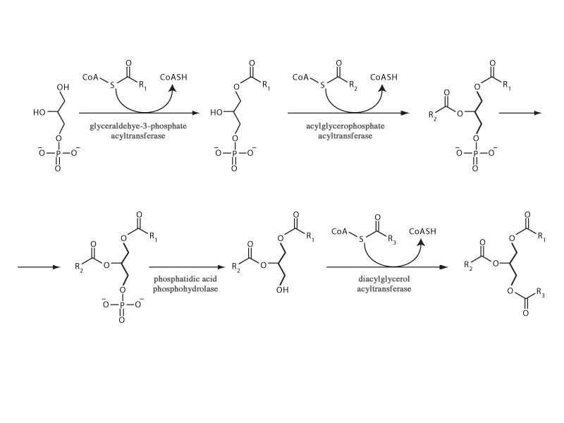 Triacylglycerol biosynthesis by the sn-glycerol-3-phosphate pathway.