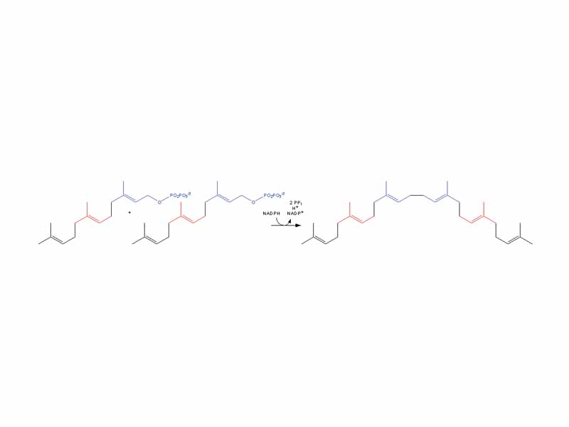 Synthesis of squalene from isopentenyl pyrophosphate