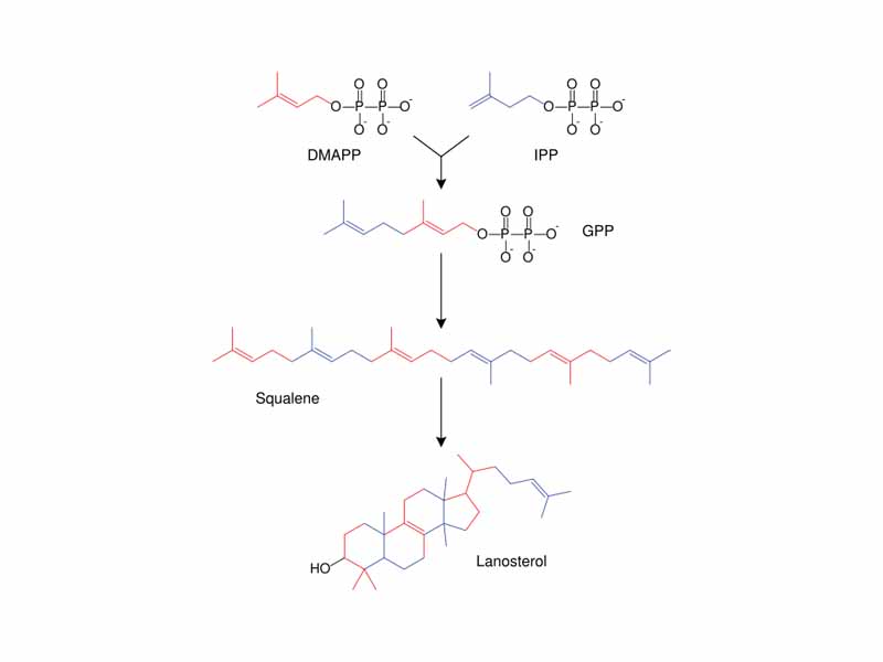 Simplified version of the steroid synthesis pathway with the intermediates isopentenyl pyrophosphate (IPP), dimethylallyl pyrophosphate (DMAPP), geranyl pyrophosphate (GPP) and squalene shown. Some intermediates are omitted.