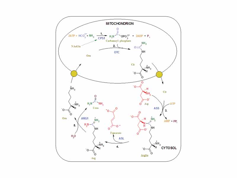 The reactions of the urea cycle.  The color scheme is as follows: enzymes, coenzymes, substrate names, inorganic molecules, Asp and urea's nitrogen that comes from it, NH4+ and urea's nitrogen that comes from it, HCO3- and urea's carbon that comes from it