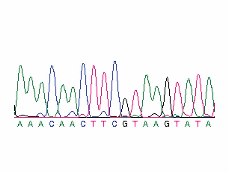 DNA sequence