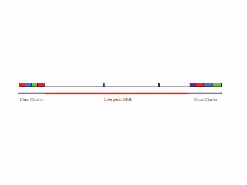 Intergenic DNA