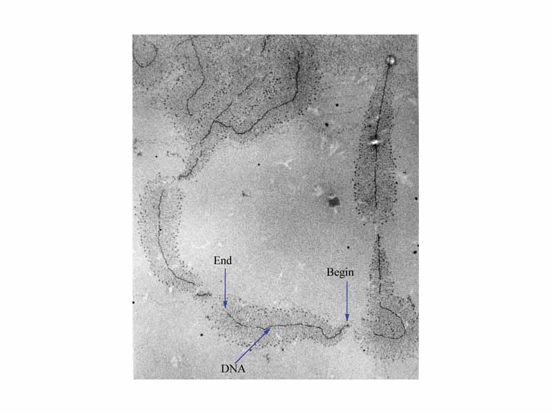 A micrograph of ongoing gene transcription of ribosomal RNA illustrating the growing primary transcripts. Begin indicates the 3' end of the DNA template strand, where new RNA synthesis begins; end indicates the 5' end, where the primary transcripts are almost complete.