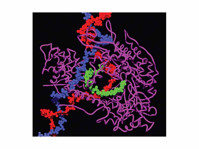 T7 RNA polymerase producing a mRNA (green) from a DNA template. The protein is shown as a purple ribbon. Image derived from PDB 1MSW