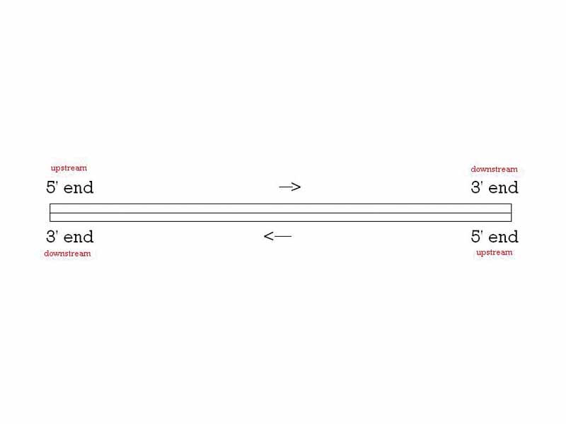 Simple illustration of upstream and downstream on a double-stranded piece of DNA.