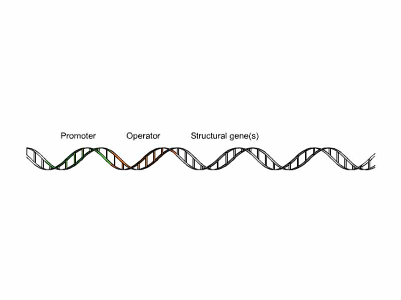 Operon