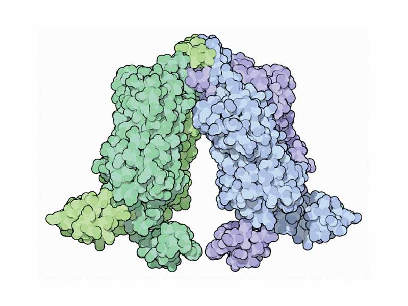 Lac Repressor