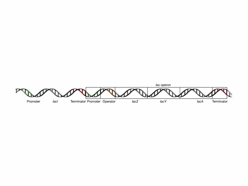 lac operon